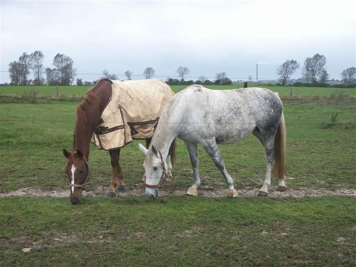 Hestene gennem årene :) - De 2 tøser igen :) billede 13