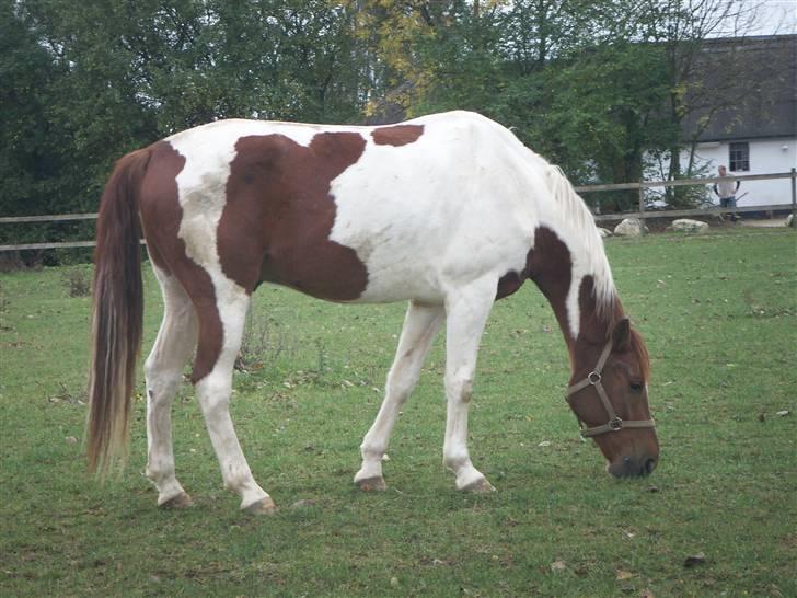 Hestene gennem årene :) - Filursen igen, efter vi havde løsssprunget :) Hvor han prøvede at springe igennem et 30x30 bette hul i vores ridehusport xD billede 1