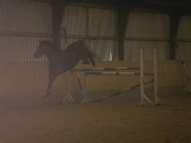 Hestene gennem årene :) - Løsspringning af Lantana e. Lavaletto, hun kunne bar' hoppe :D billede 14