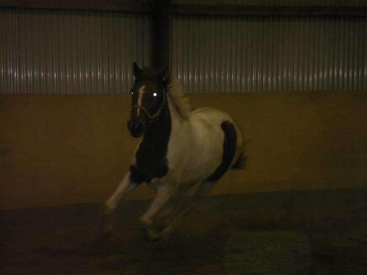 Hestene gennem årene :) - Løsspringningen af Filur :b billede 15