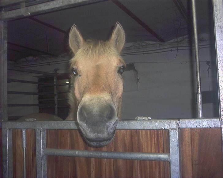 Hestene gennem årene :) - Kashmir :D En ung elevhest på 6 år, som jeg red stævner på, for at give ham rutine :D Nåede at springe LB på ham :b billede 16