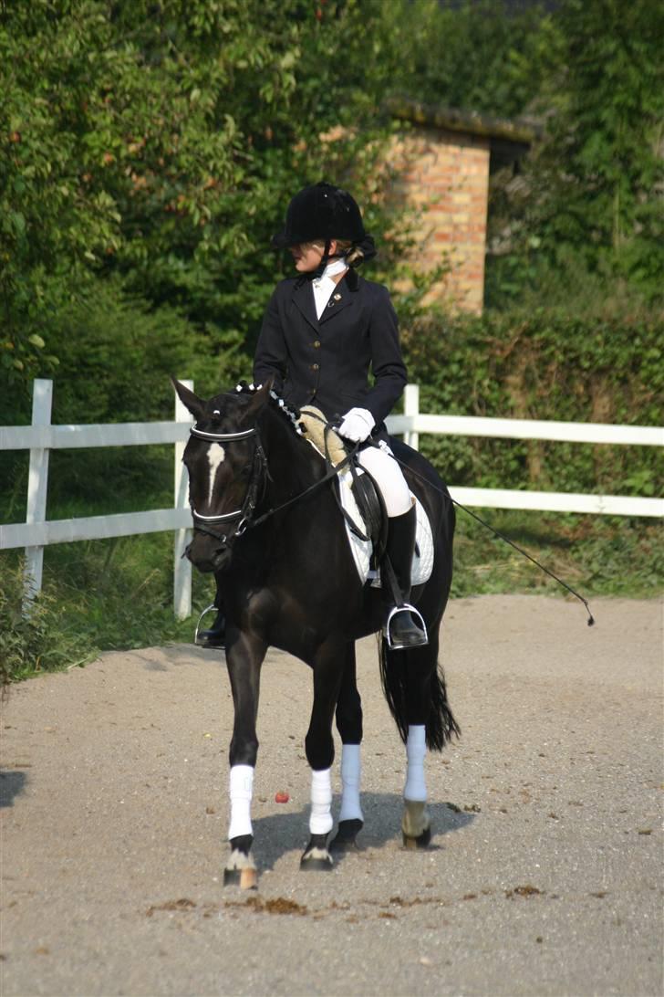 Hestene gennem årene :) - Igen ^^ :b billede 20