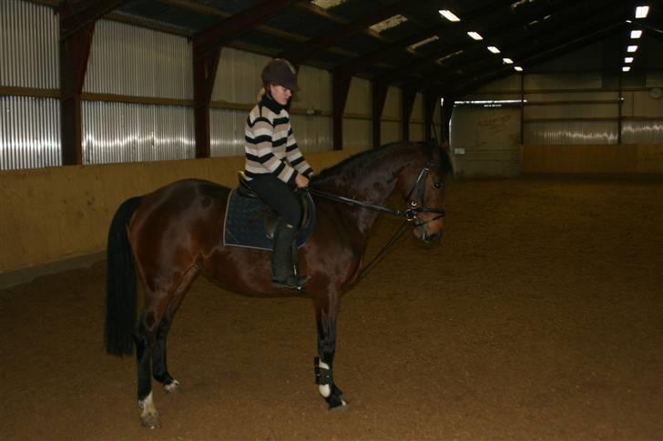 Hestene gennem årene :) - Også i 2006 :) Savner hende utrolig meget, og ville gerne have haft hende som juniorhest (Dengang var det meningen at jess skulle sælges efter ponyårene) Hun blev solgt hurtigt efter hun løb min mor ned :/ billede 22