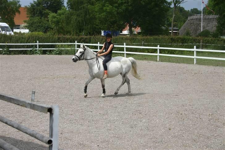 Hestene gennem årene :) - Hun var min venindes pony jeg tullrede rundt på :) Hun var også den første pony jeg rigtig jordede på :D billede 24