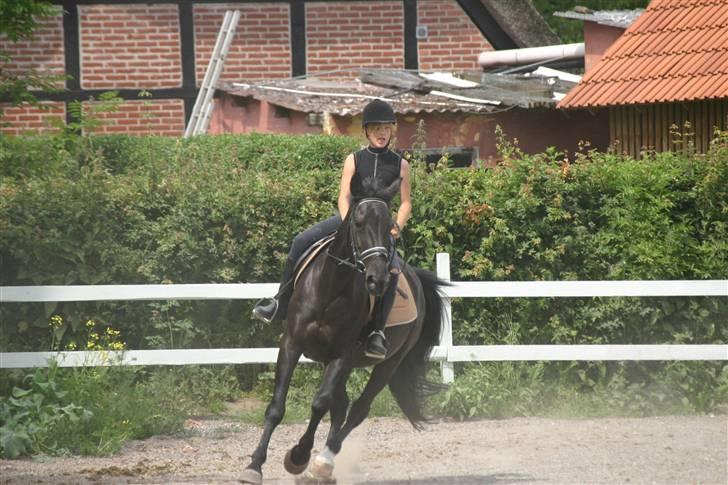 Hestene gennem årene :) - Igen ^^ billede 26