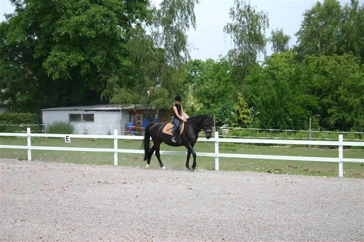 Hestene gennem årene :) - :) billede 27