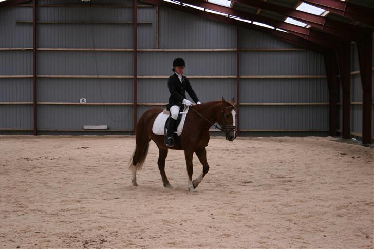 Hestene gennem årene :) - LC2 i 2005 - 1. pl. :) billede 32