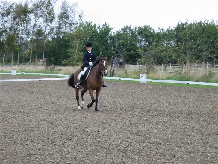 Hestene gennem årene :) - Støvne i 2003 eller 04 på Frynse jeg red, på Bogø :) billede 35