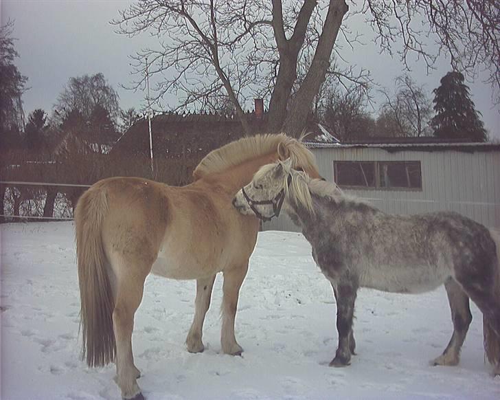 Hestene gennem årene :) - Har reddet begge hest :b Cirkeling og Moonlight :) billede 36