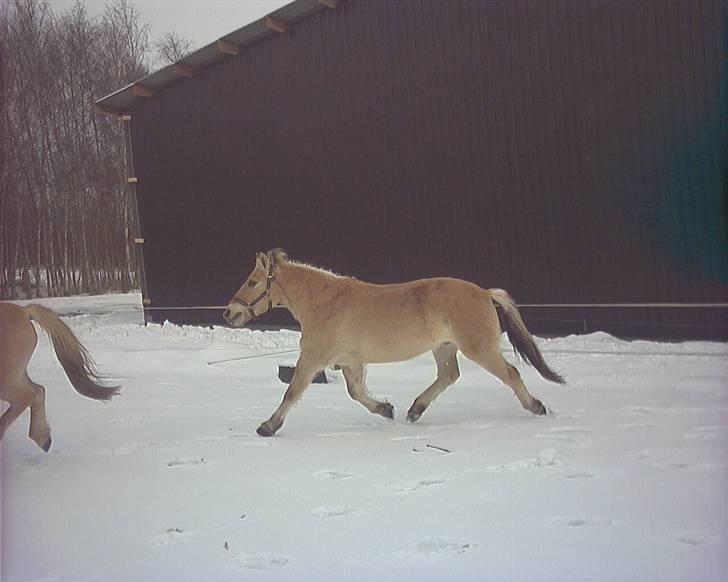 Hestene gennem årene :) - Kashmir som jeg gjorde stævnevant, mere eller midre :) Han var en fjolle der kunne springe! :b billede 37