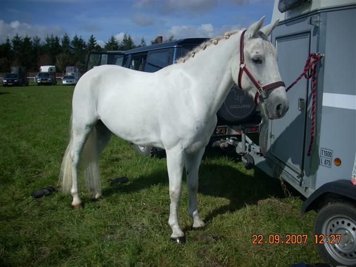 Hestene gennem årene :) - Guardian Angel :) Min venindes hest, her til FM i 2007 :) Red og passede ham altid når Katrine skulle noget :) billede 39