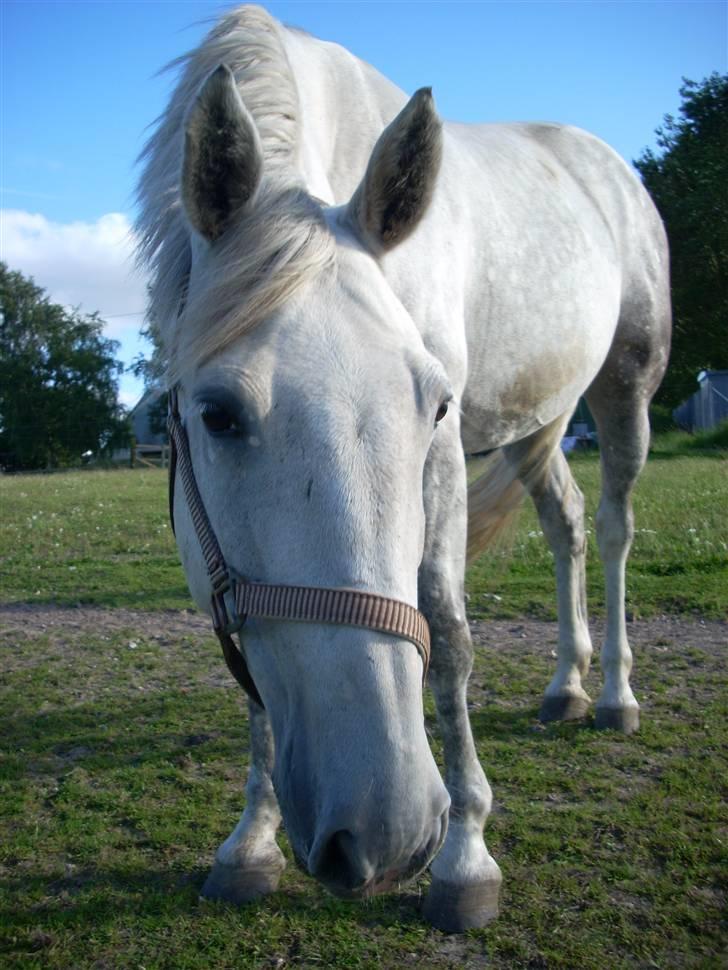 Hestene gennem årene :) - Zenta igen :') <3 billede 40