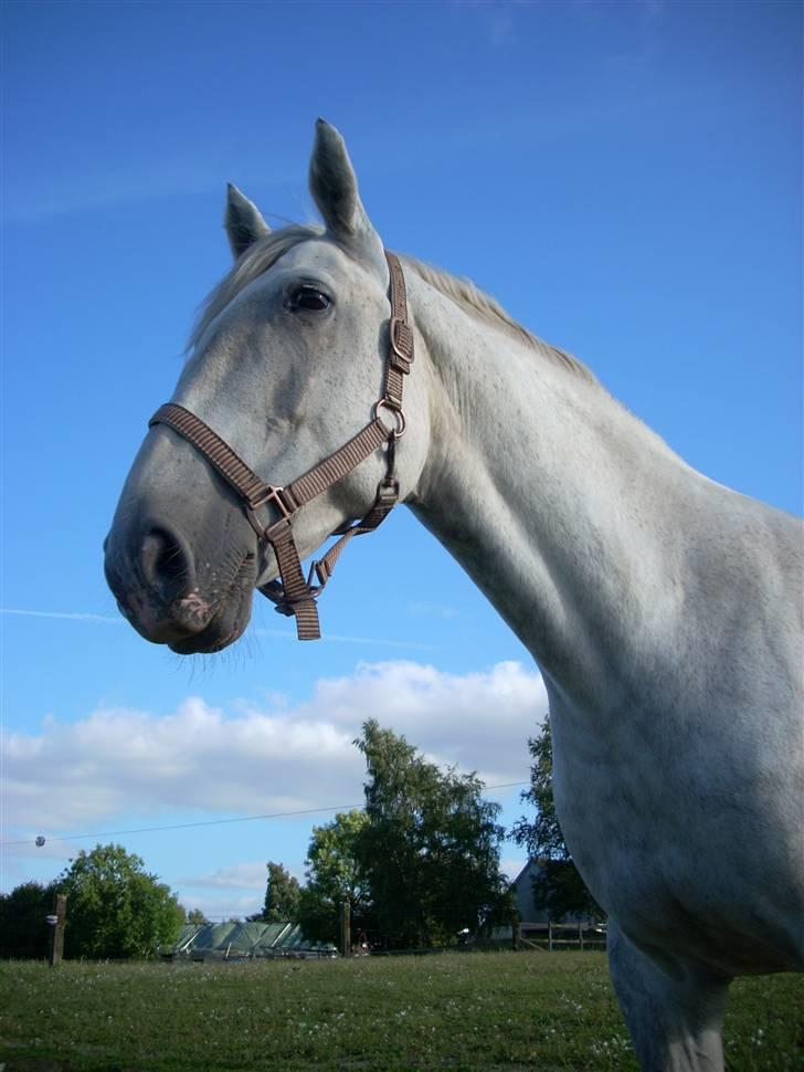 Hestene gennem årene :) - Zenta igen :) billede 41