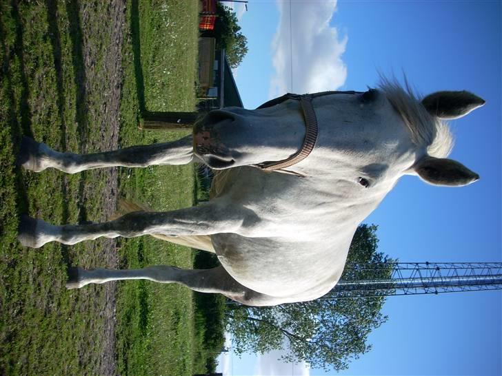 Hestene gennem årene :) - Zenta :) billede 42