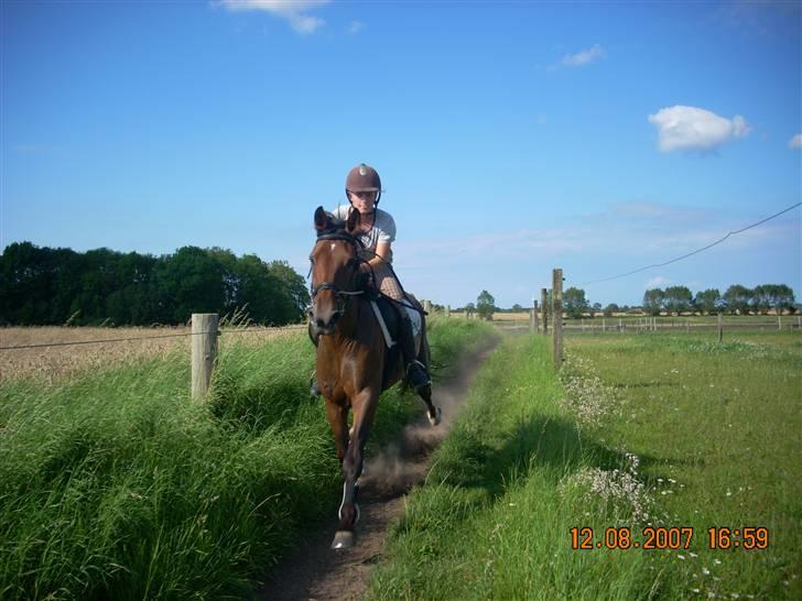 Hestene gennem årene :) - Jubii W. travtræningen i 2007 :) billede 43