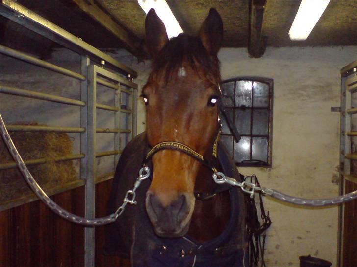 Hestene gennem årene :) - Lantana på staldgangen inden ridning :) billede 45