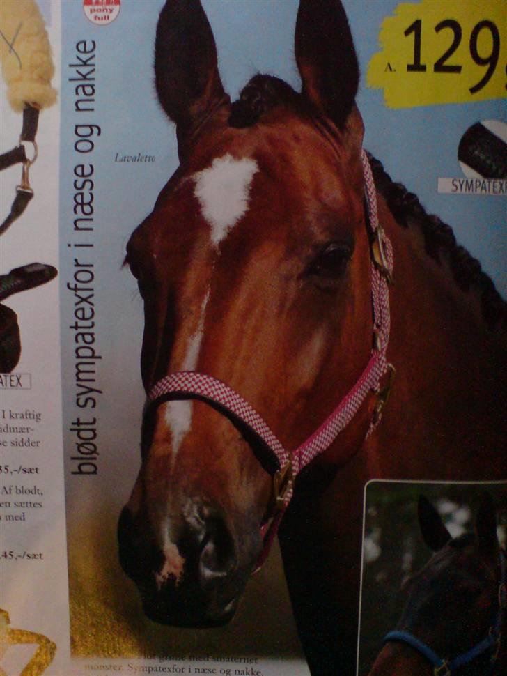 Hestene gennem årene :) - Lantana's far Lavaletto :) - I et Hööks blad :) billede 46