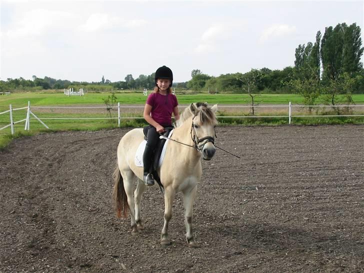 Hestene gennem årene :) - På Yellowboy :D billede 48