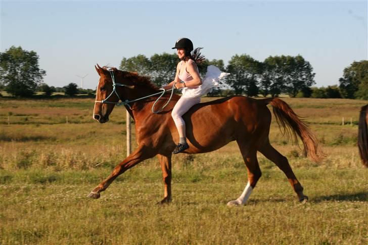 Hestene gennem årene :) - Og i rebgrime, friske hest! :D billede 50