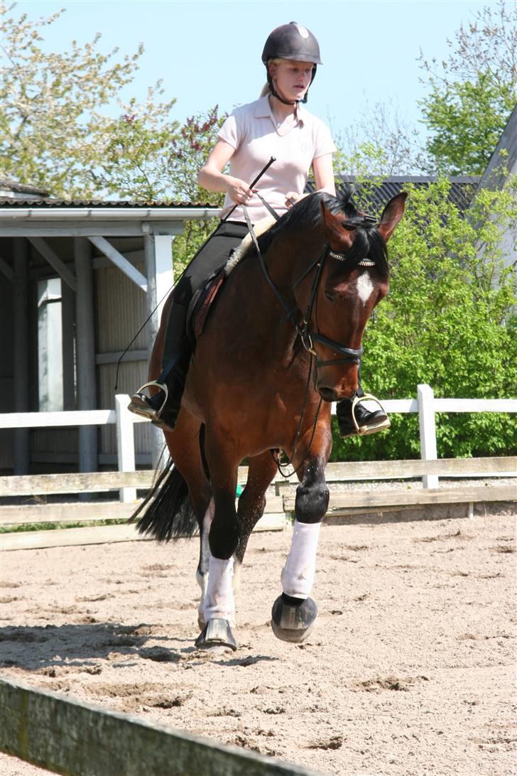 Hestene gennem årene :) - Cornelia & jeg :) Tilred hende for gravid ejer i 2008 :) billede 51