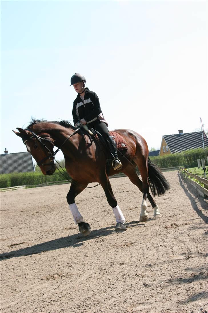 Hestene gennem årene :) - Red hende fra januar 2008 og nogle måneder frem :) billede 52