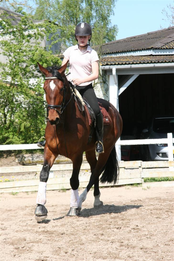 Hestene gennem årene :) - :) billede 54