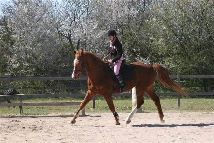 Hestene gennem årene :) - Ja, jeg sidder som et næbdyr eller noget, og hvaaa' såeh? :D billede 56