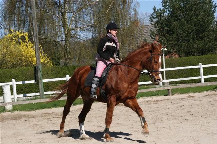 Hestene gennem årene :) - Og igen x) :D billede 58