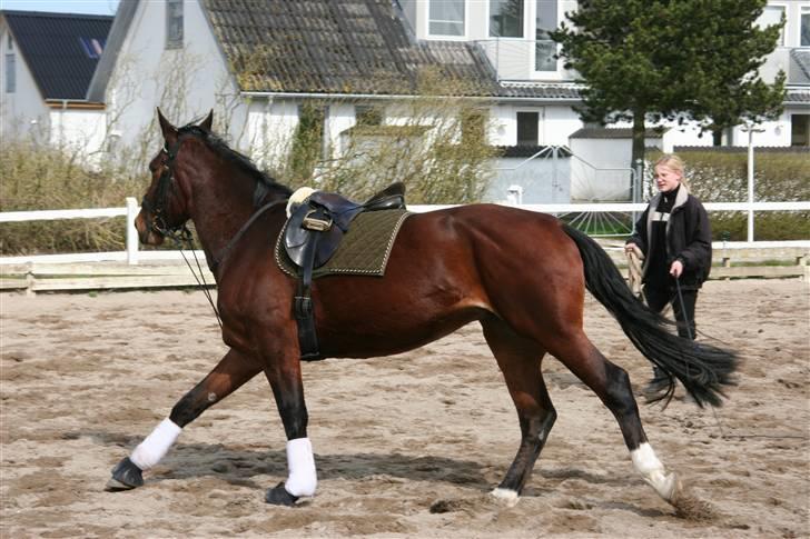 Hestene gennem årene :) - Longere Nelly inden ridning første gang udendørs :) billede 59