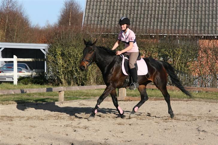 Hestene gennem årene :) - Miss W. :) Trænede hende fra Feb. 09 og købte hende som kasseret travhest i Okt. 09 for slagtepris :') billede 60