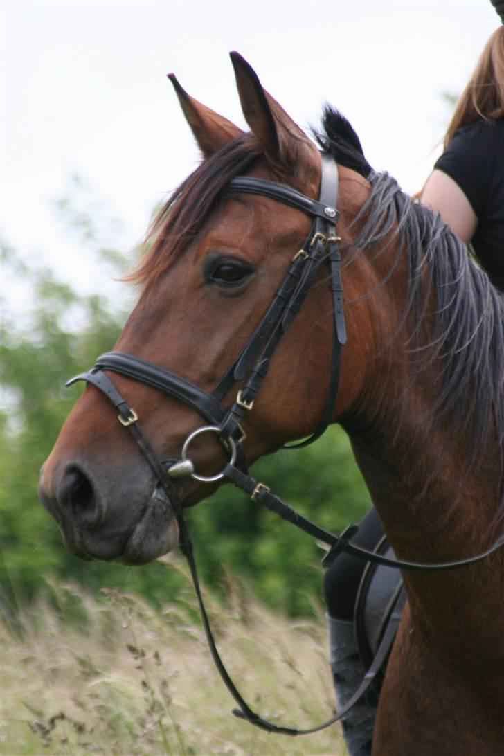 Hestene gennem årene :) - Jubii Waltz som jeg trænede for stefan i knap 2 år før han blev aflivet af skade :/ R.I.P. Jubbe :'( billede 61