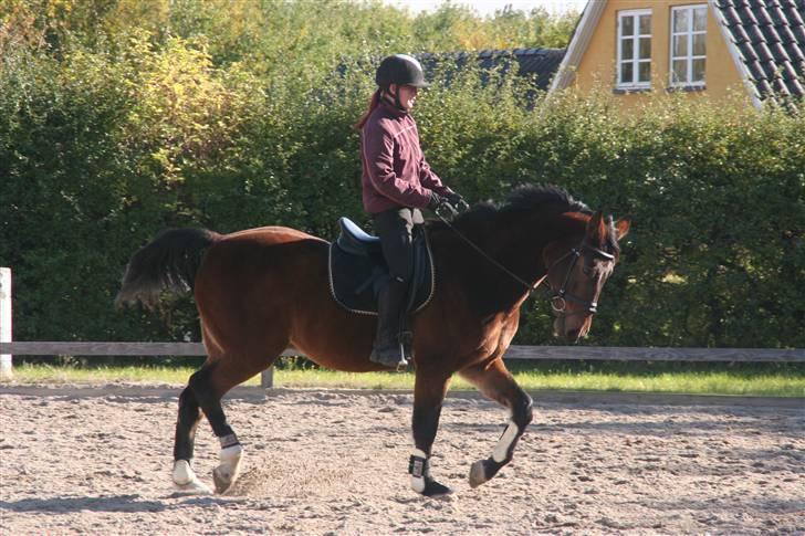 Hestene gennem årene :) - Figaro E. Delight(Rød hest længere nede) 
Red ham rimelig ofte for ejerne :) billede 62