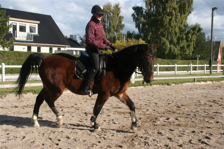 Hestene gennem årene :) - Figaro igen :) i 2009 billede 63