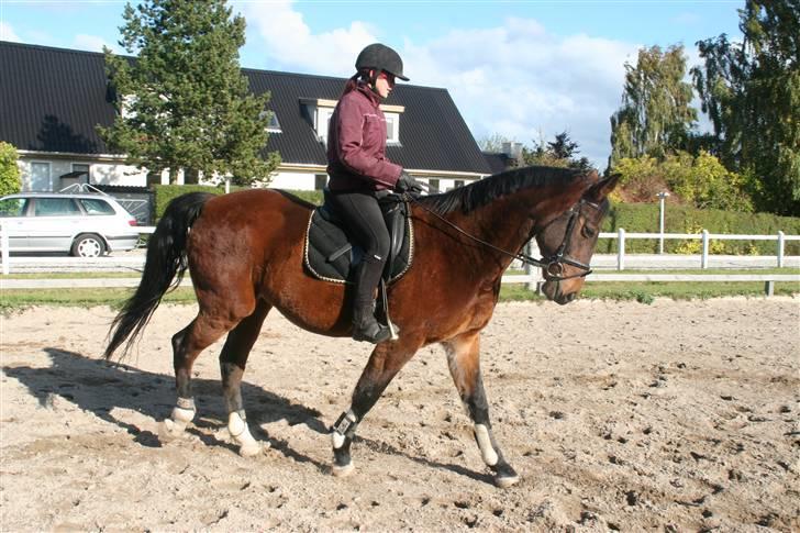 Hestene gennem årene :) - 2009 billede 64