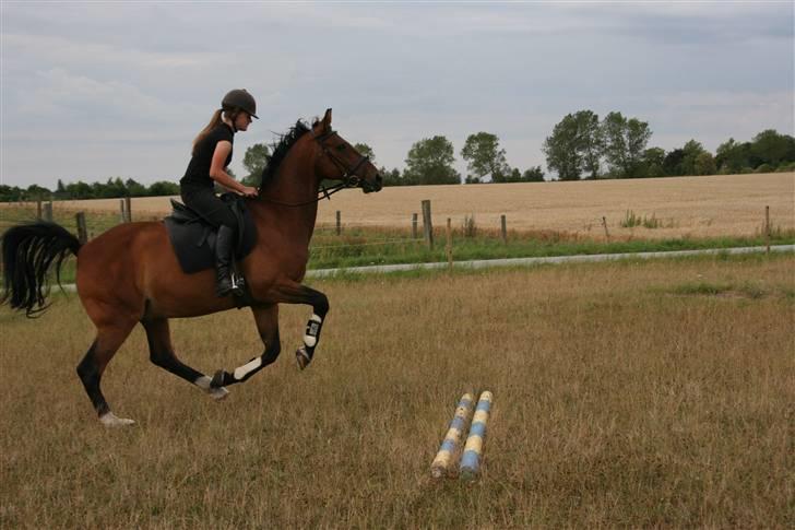 Hestene gennem årene :) - I 2007, overdrivelse xD billede 65