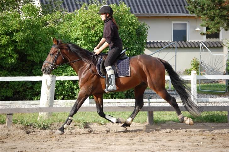 Hestene gennem årene :) - Laban og jeg sommer 2009 :b billede 67