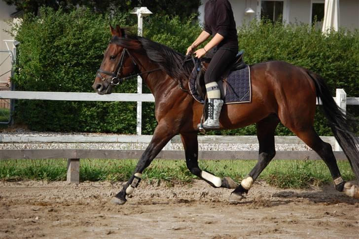 Hestene gennem årene :) - Dejlig hingstebasse :) billede 68