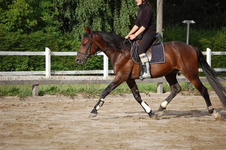 Hestene gennem årene :) - Han er nu solgt til en dame i Jylland hvor han har det rigtig godt, nu også kastereret :) billede 69