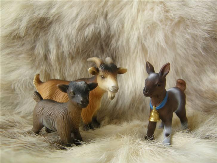 Mine Schleich Dyr - Navn: Frida Race: Dværgged Køn: Ged Alder: 2 år Navn: Hindbærgården's Anton Race. Dværgged Køn: Bukkekid Alder: 2 mdr Navn: Hindbærgården's Bluebell Race: Ged Køn: Ged Alder: 4 mdr billede 68