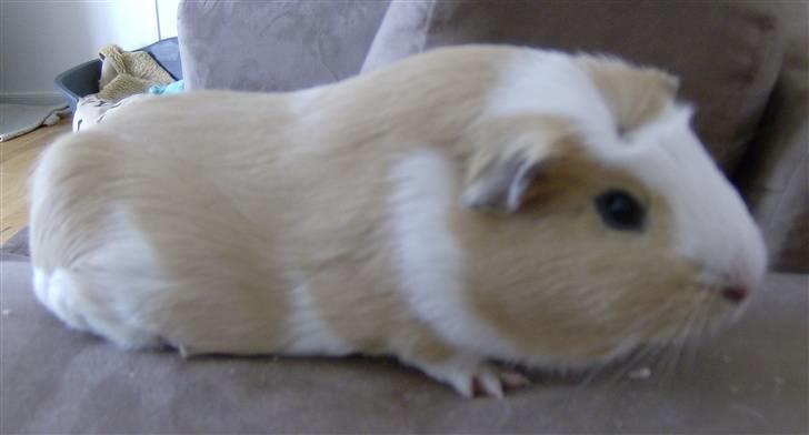 Mine marsvin - Lacugo's Gizmo. Døde desværre som 1 årig af lungebetændelse. Han marsvin. Crested/satin billede 2