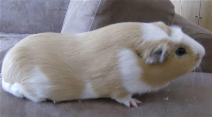 Mine marsvin - Lacugo's Gizmo. Døde desværre som 1 årig af lungebetændelse billede 3