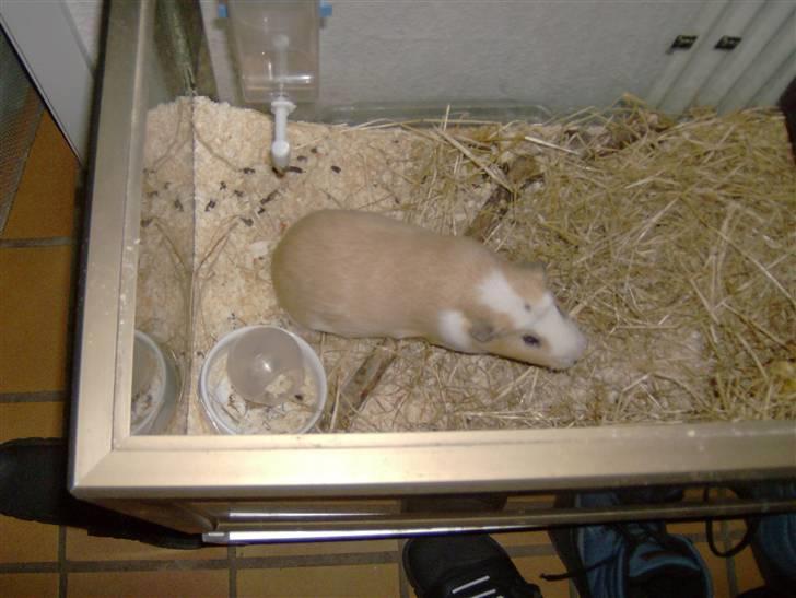 Mine marsvin - Lacugo's Gizmo. Døde desværre som 1 årig af lungebetændelse billede 4