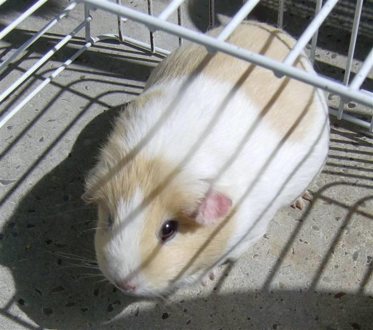 Mine marsvin - Shakespear's Elly. Min avls hun. Blev 5 år. mor til 2 kuld. Satin. billede 5