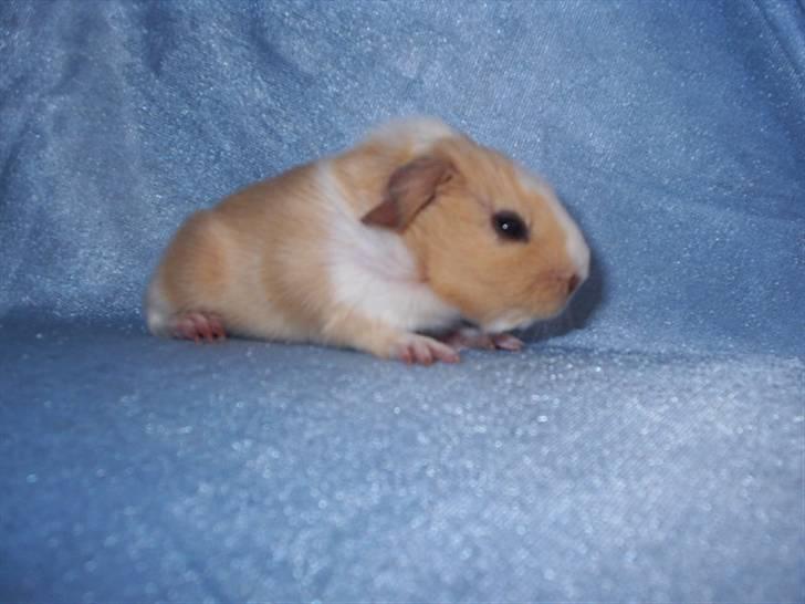 Mine marsvin - Shakespear's Elly billede 6