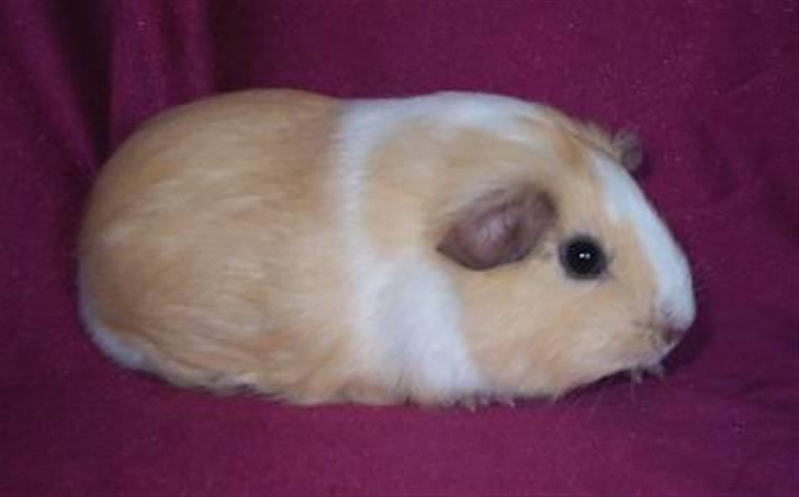 Mine marsvin - Shakespear's Elly billede 7