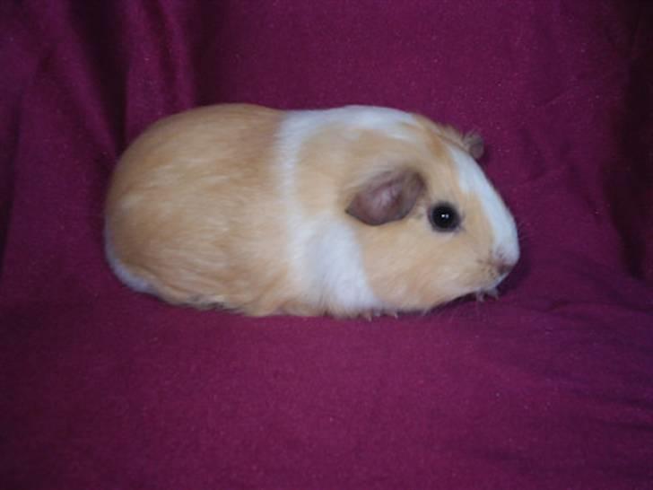 Mine marsvin - Shakespear's Elly billede 8