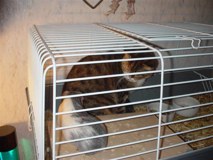 Mine marsvin - Ja okay ikke kun marsvin. Celine er lige på besøg hos Elly og co. billede 9