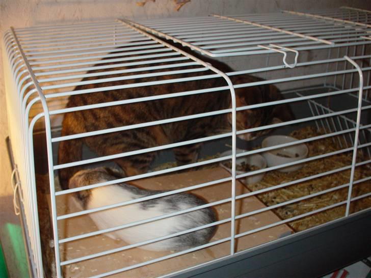 Mine marsvin billede 10