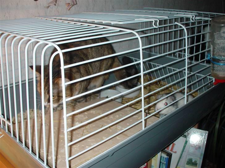 Mine marsvin billede 11