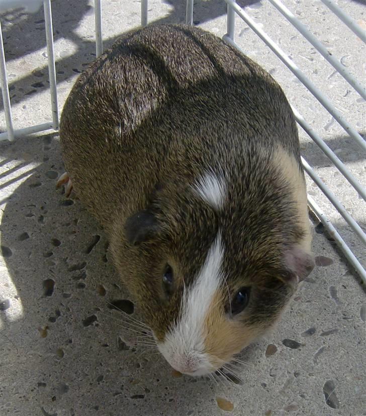 Mine marsvin - Lacugo's Belis. Belis blev 2½ år. Døde desværre af pelsmider. billede 12